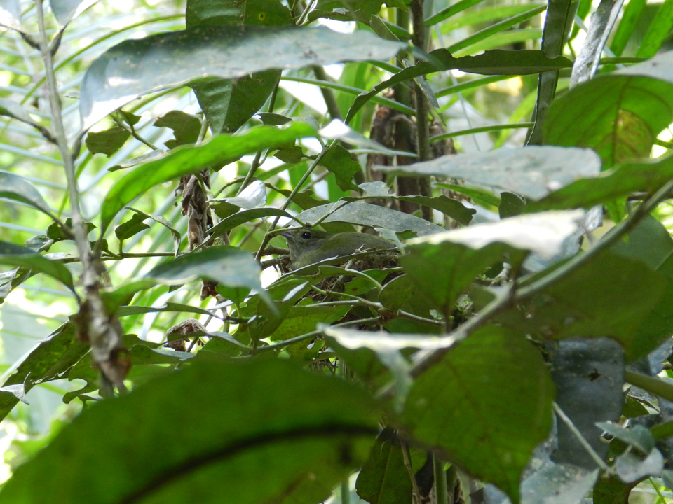 Festival Aves de Paraty - Foto de tangará, no ninho, entre galhos de árvores