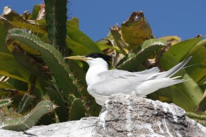 Festival de Aves de Paraty - Observação de pássaros. Foto de trinta réis de bando